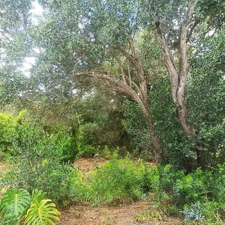 Hébergement de vacances Casa Maria Moncarapacho
